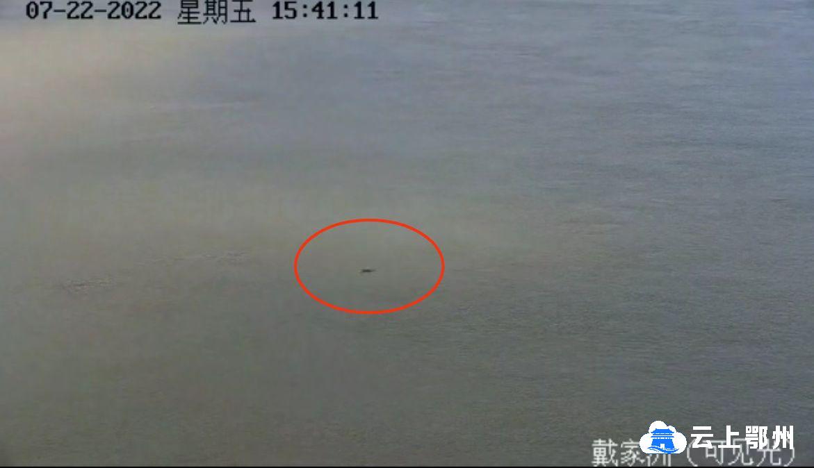 長江鄂州段——視頻監控首次拍到江豚群嬉戲畫面